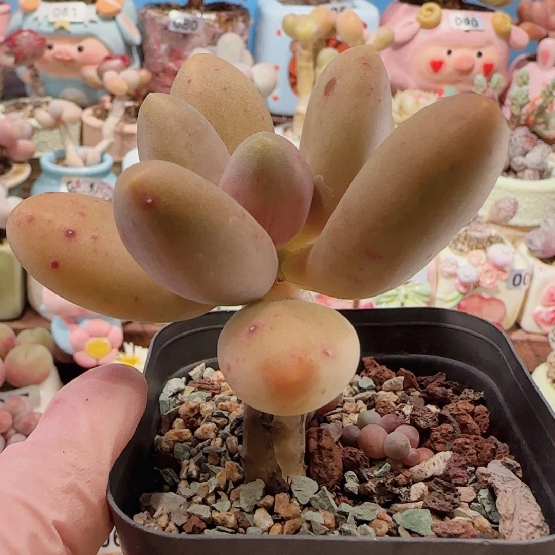 T肥肥芒果奶盆口6cm