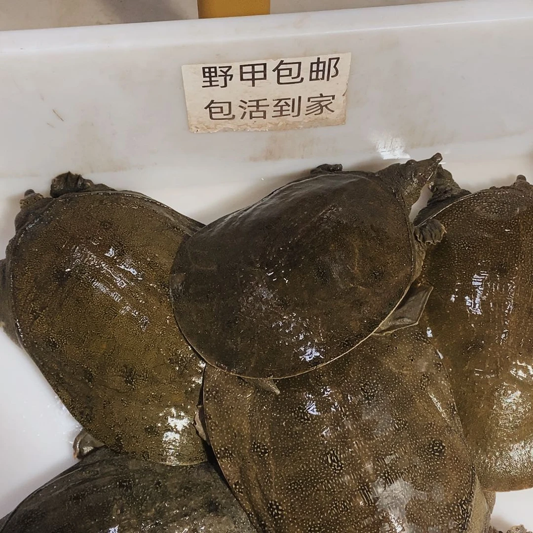 中国大陆野生甲鱼包邮