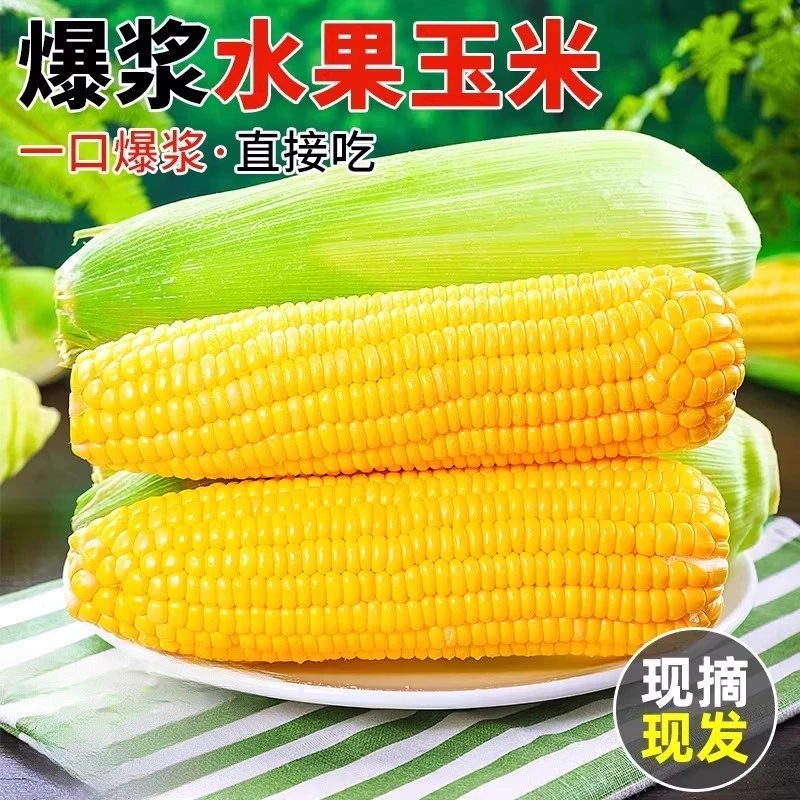 【爆甜爆浆水果玉米】黄金玉米新鲜甜玉米现摘牛奶玉米棒子生吃蔬菜