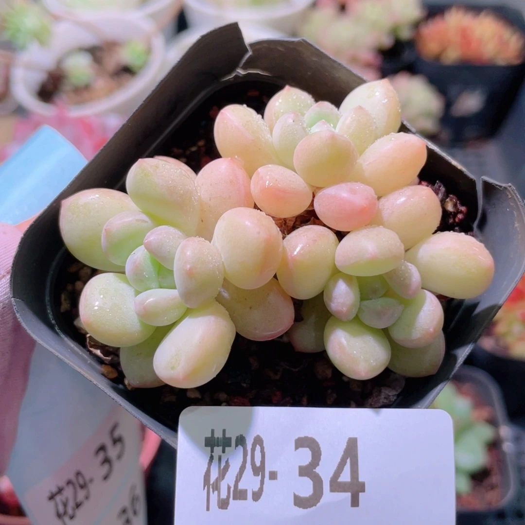 花利美29-34泡泡糖