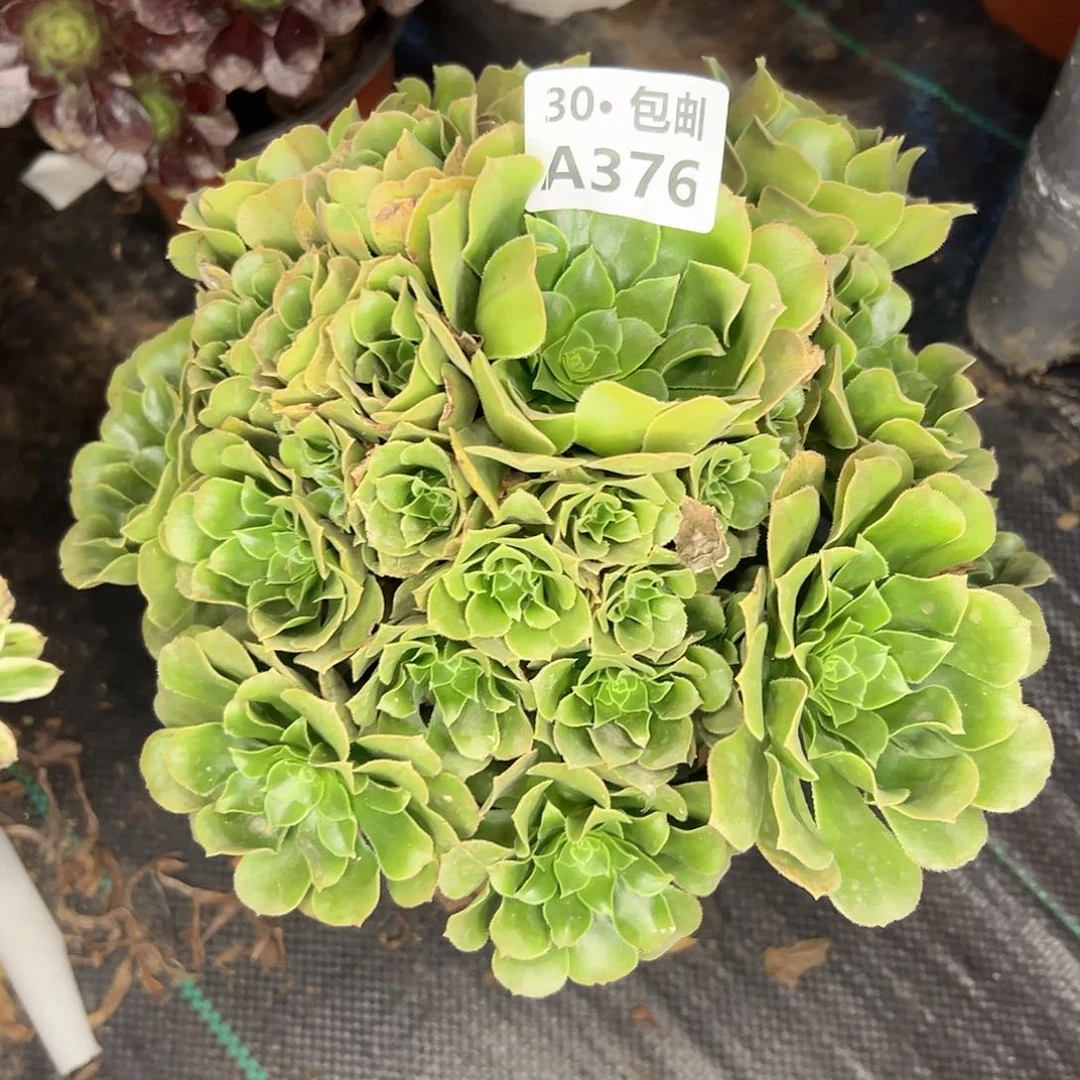 376 多肉不包断枝