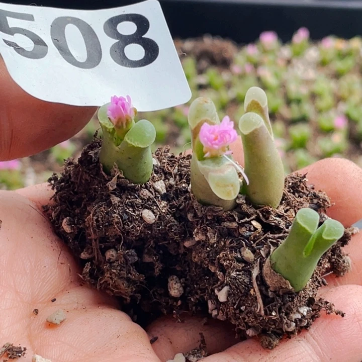 508佛肚风铃母本ll