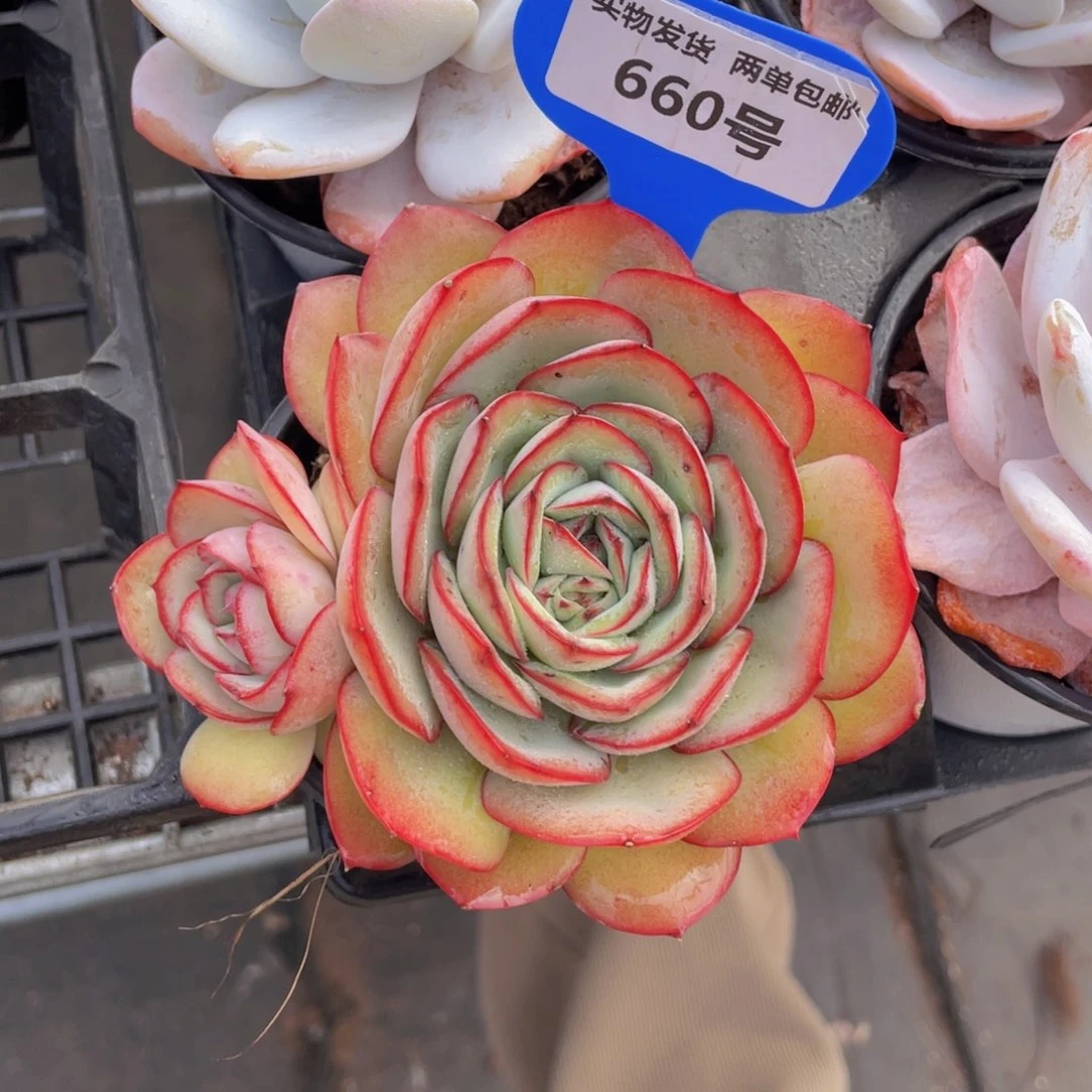 660号牡丹亭单头带仔一个