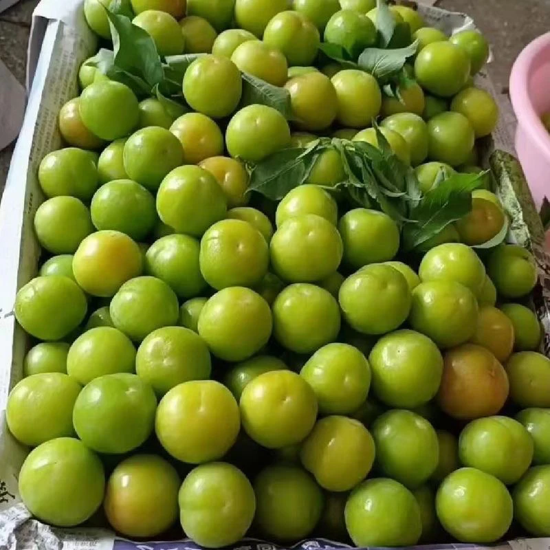 【青李特价】新鲜三月李青酸脆蜂糖李李子三华李脱骨水果现发现摘