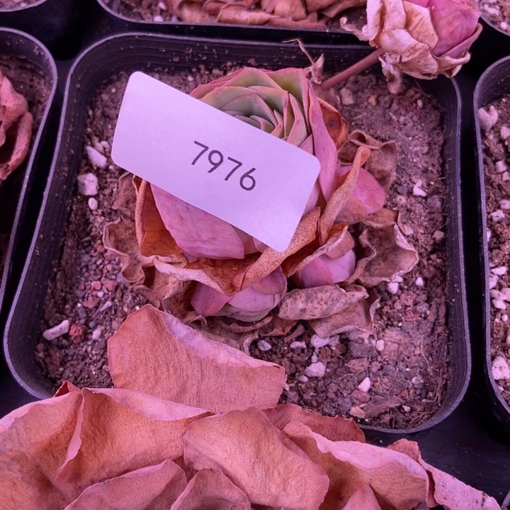 小***红7976山地玫瑰花群