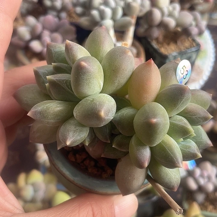 带盆发货 重楼 6口盆