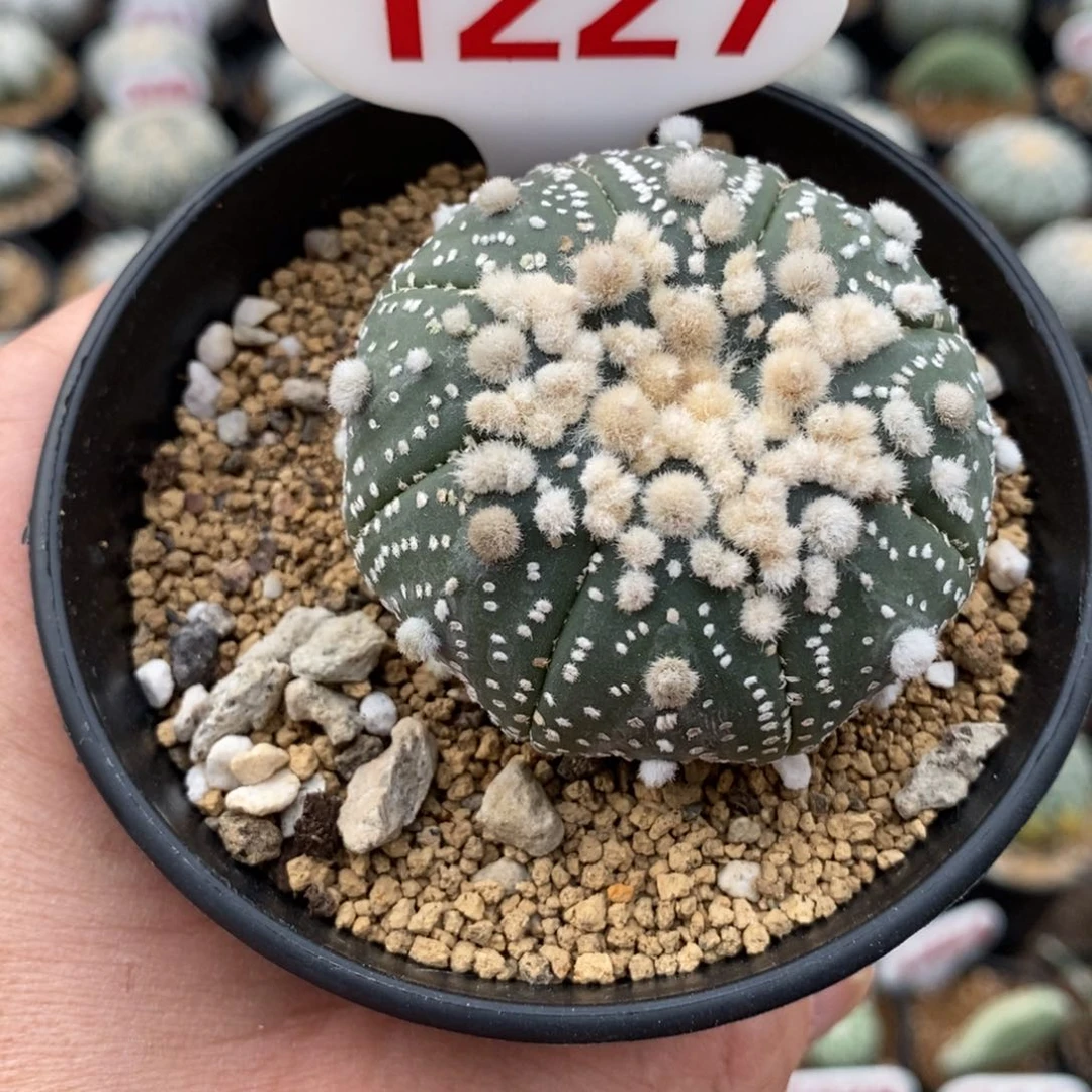1227顶绒花园福利