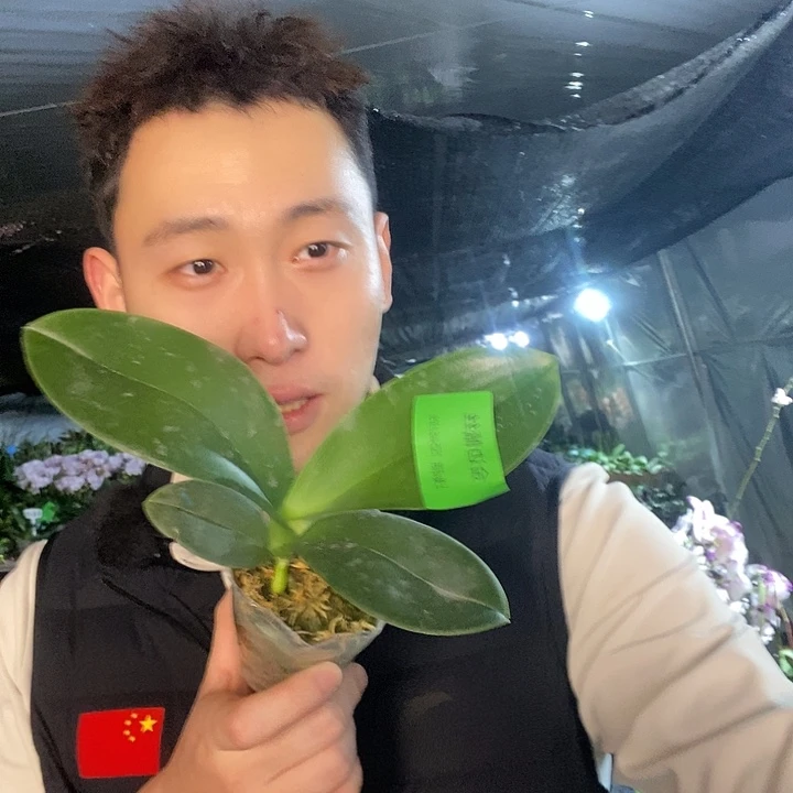 无花朵金边蕾丝2.8