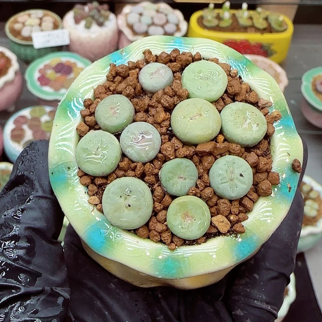 生石花满18包邮1129-179