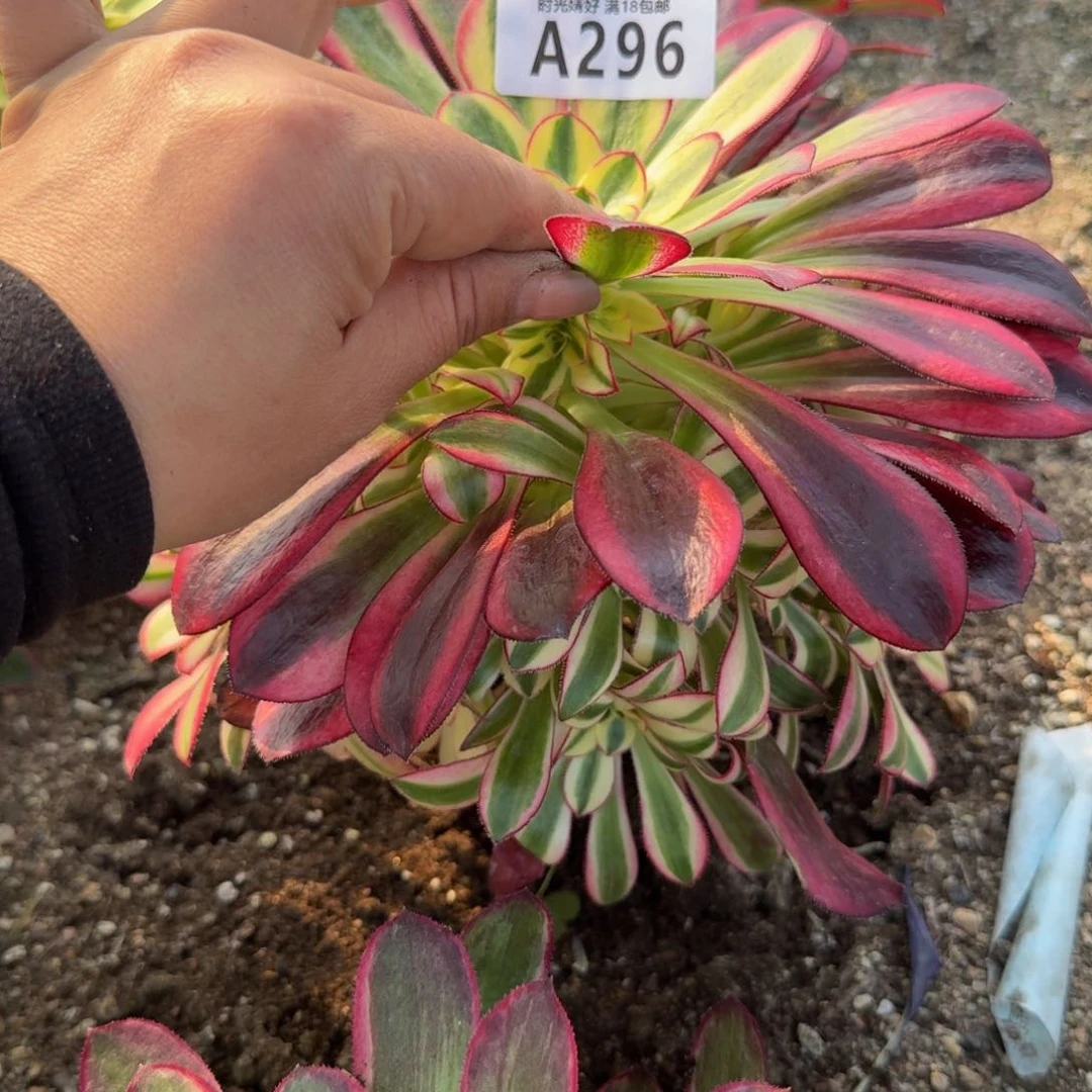 296冰淇淋。多肉植物