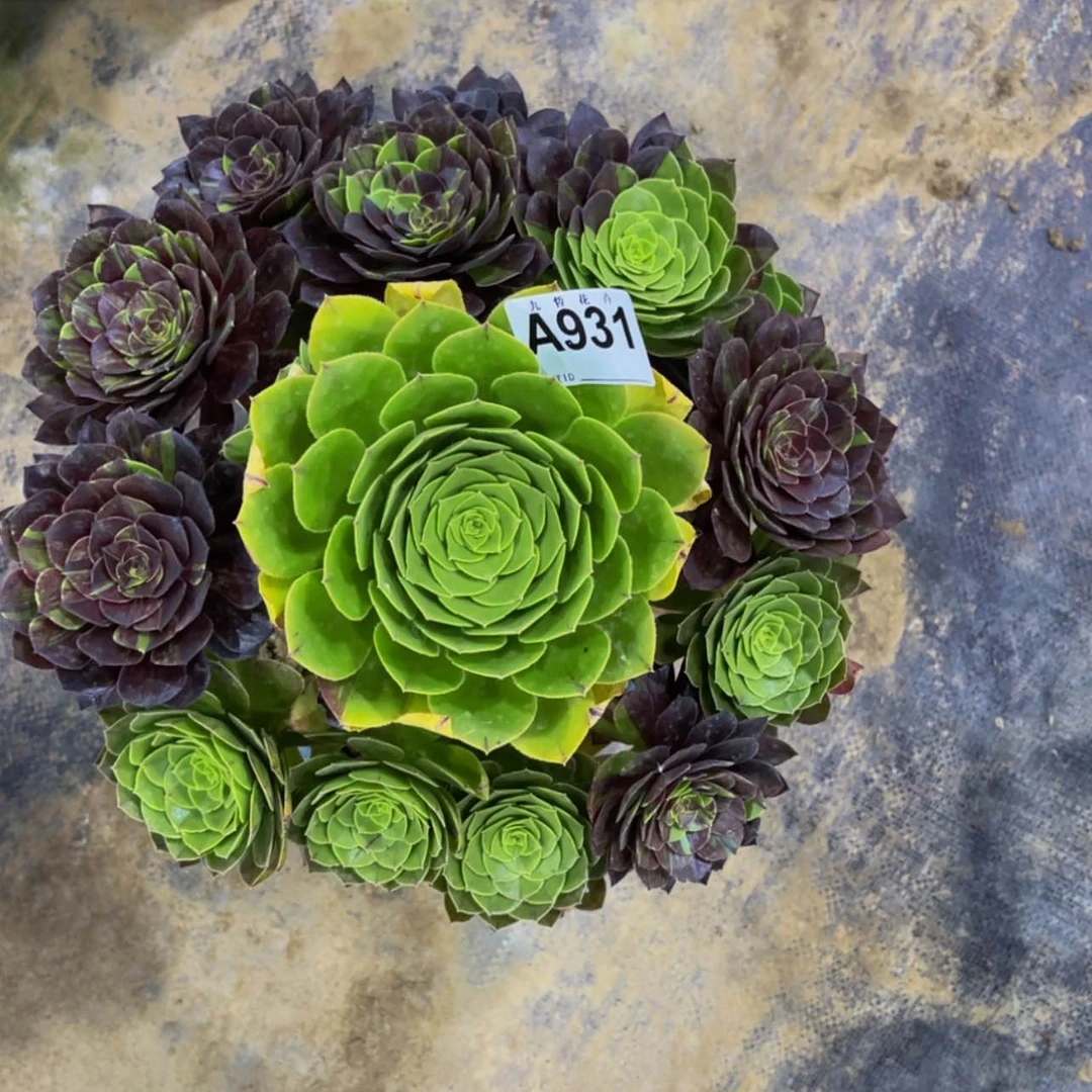 【闪购商品】931花月夜