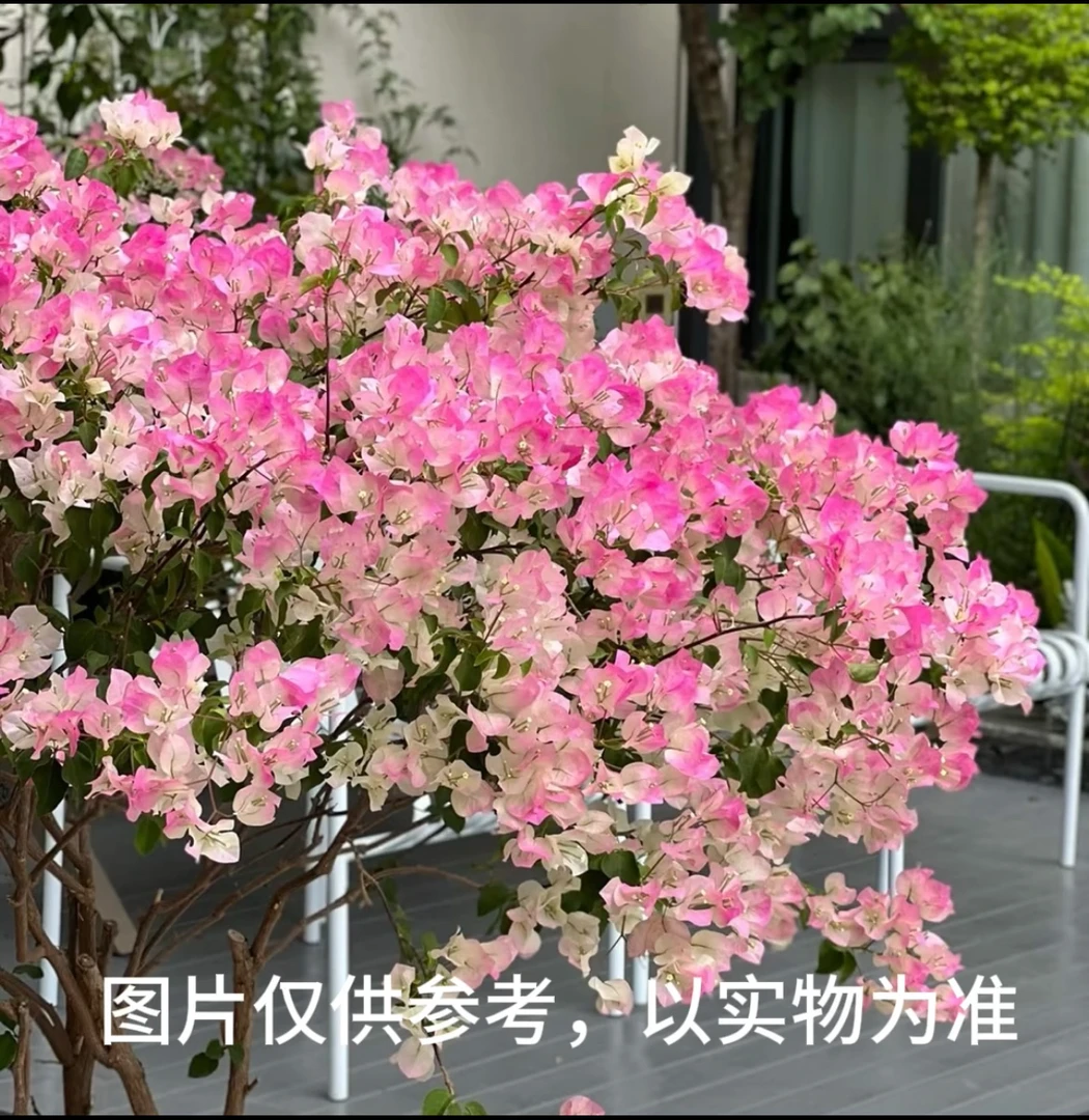 【绿樱】三角梅花卉勤花四季开花基地直发
