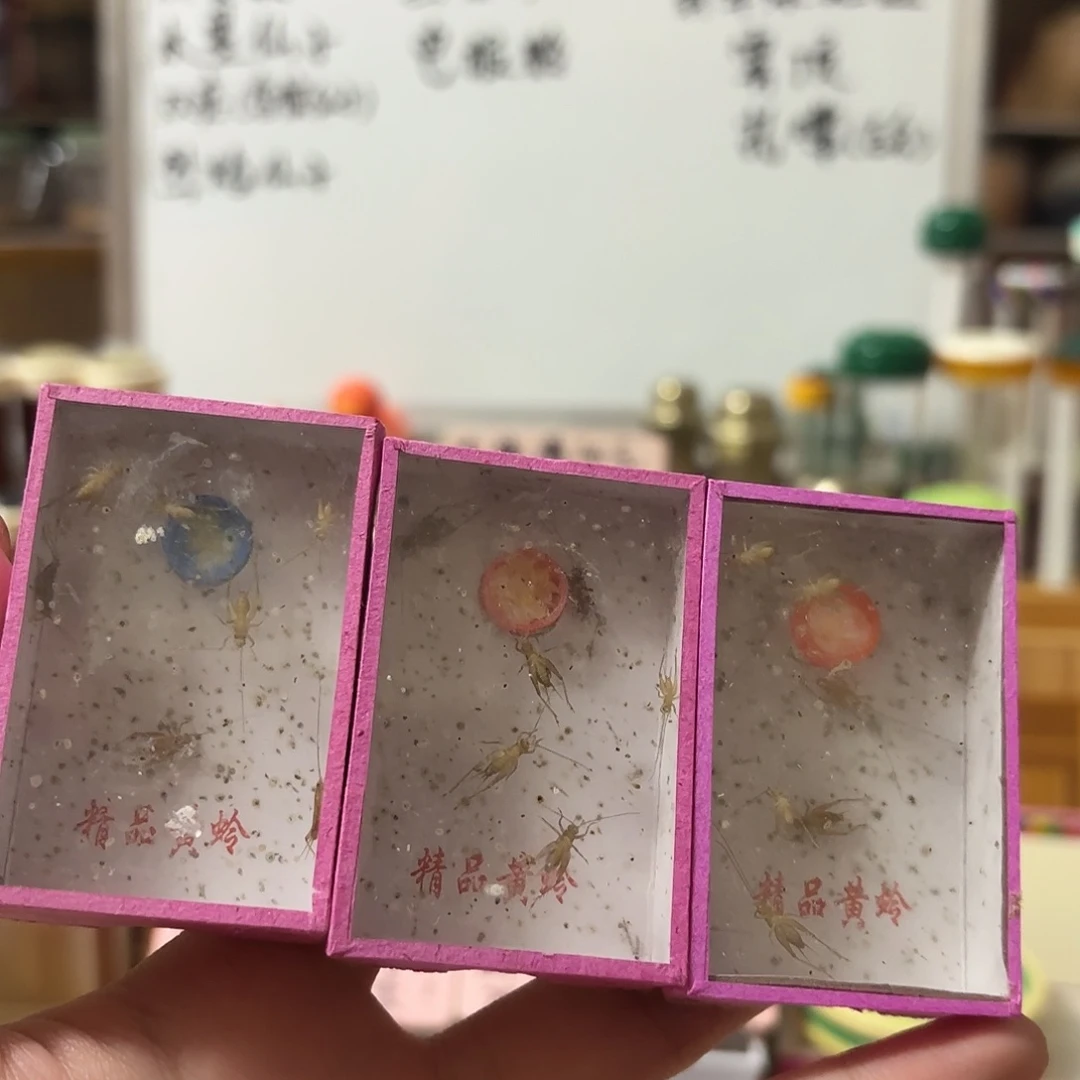 三盒小黄 过冬小黄