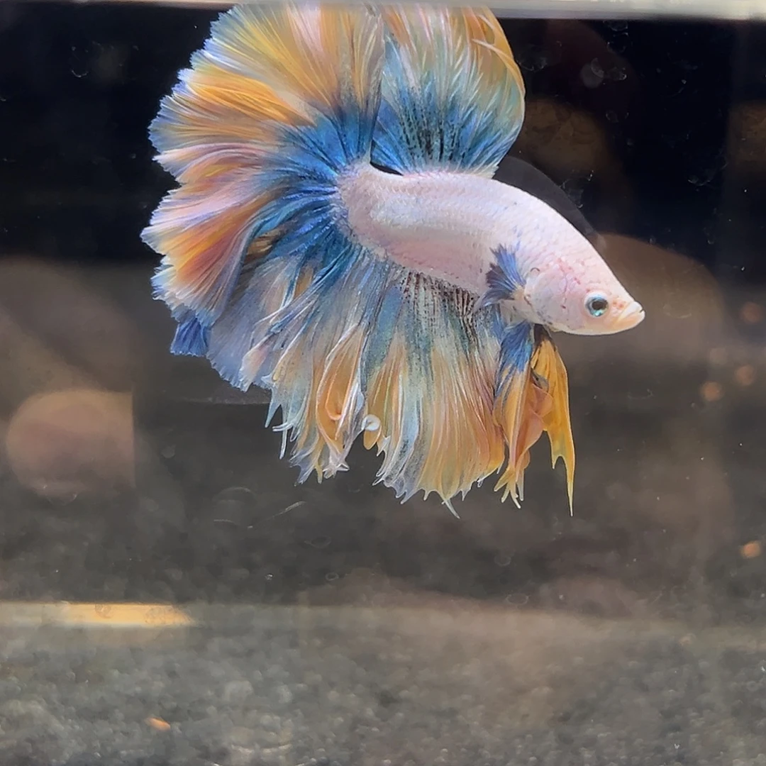 斗鱼17号大上新蕞正宗梵高油画星月夜