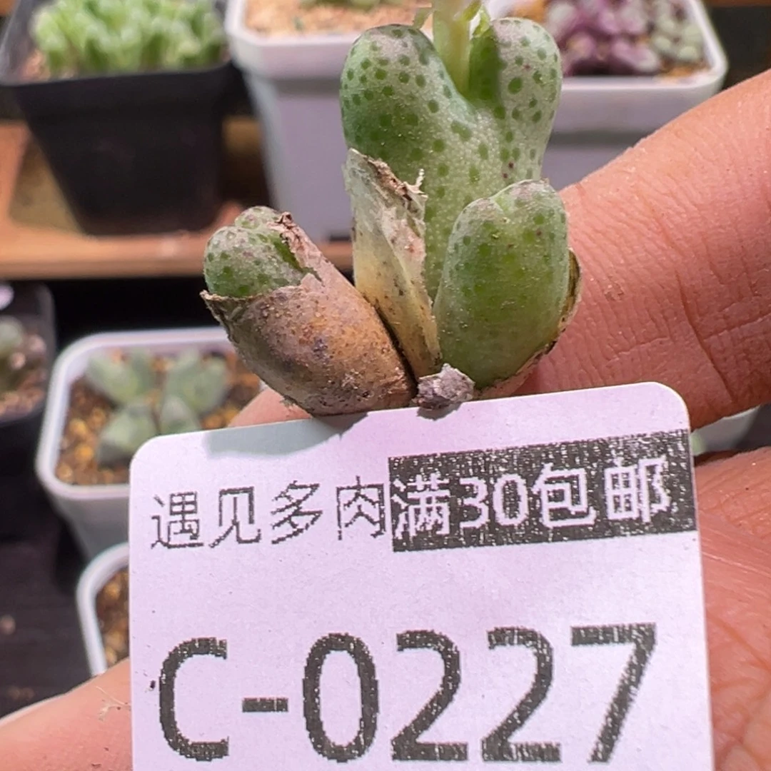 多肉植物1111111111111111