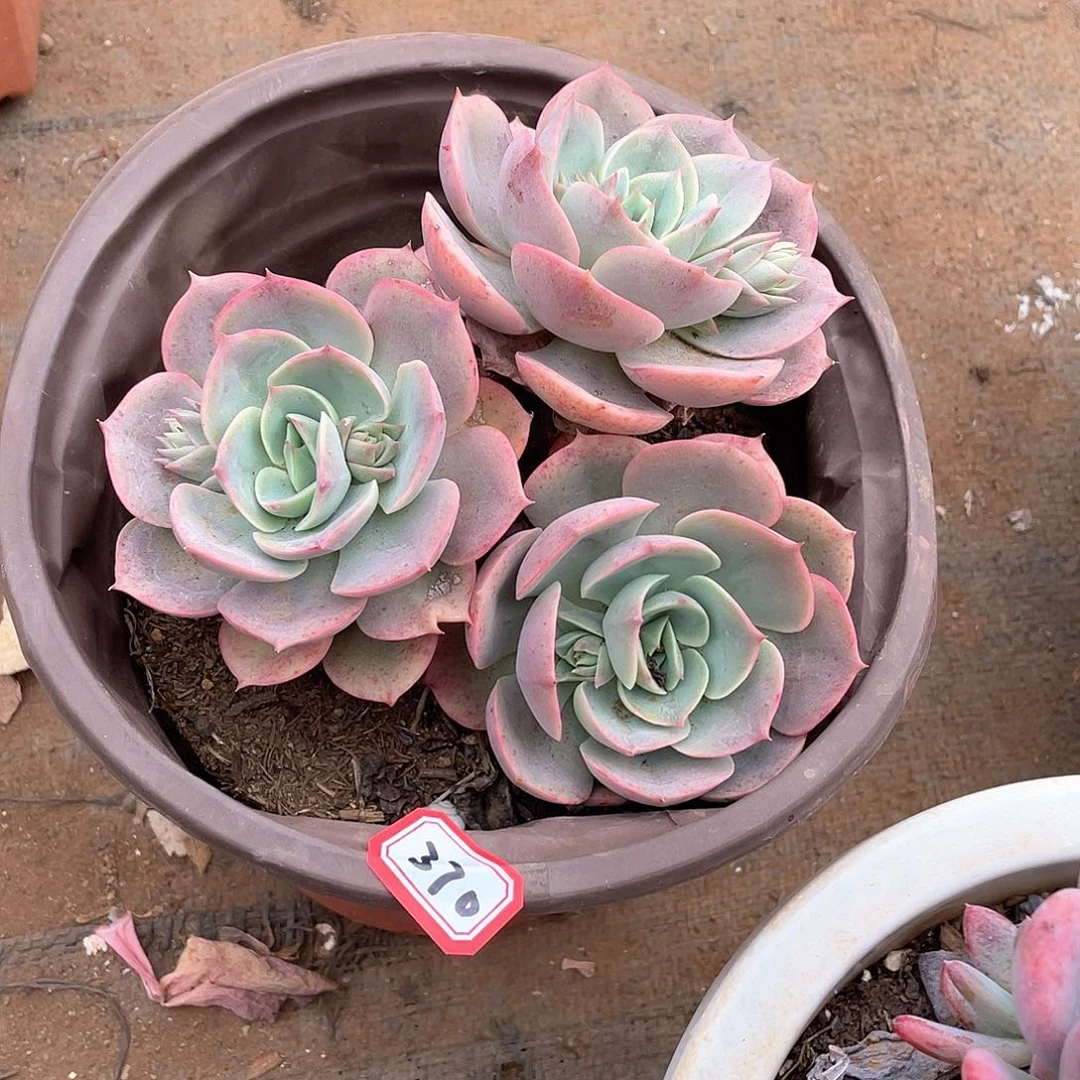 370蓝色苍鹭一物一拍多肉