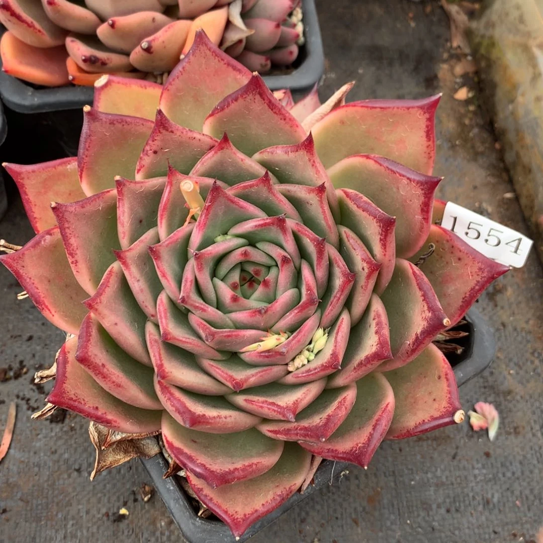 1554杂交精品基地冠15