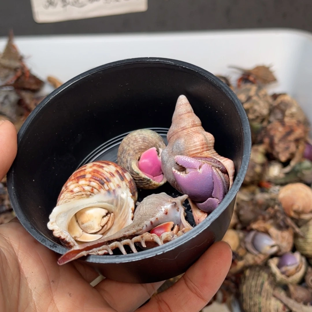 A***r哈哈这才刚看到这两只小狗