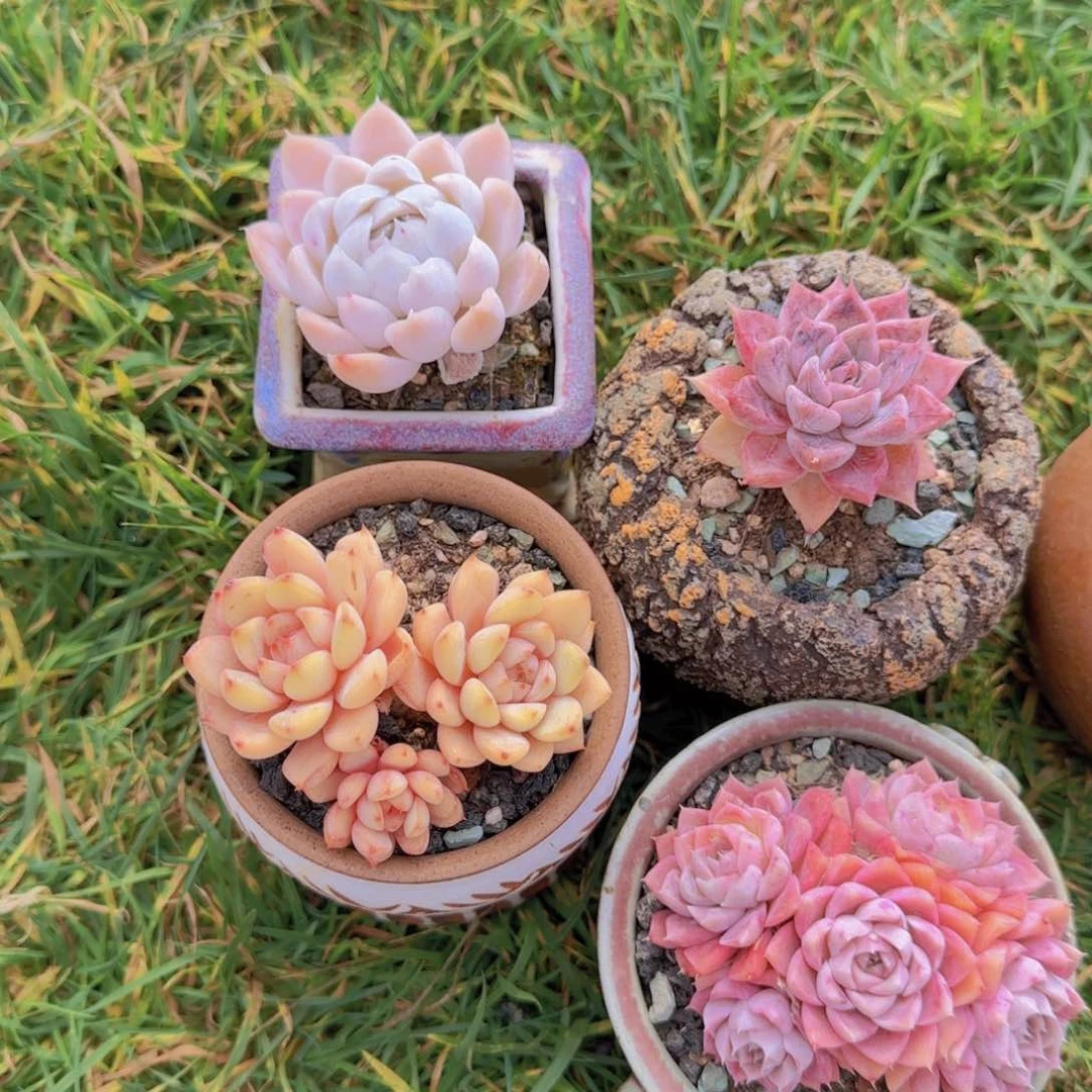 蓝天碧水姐姐多肉植物