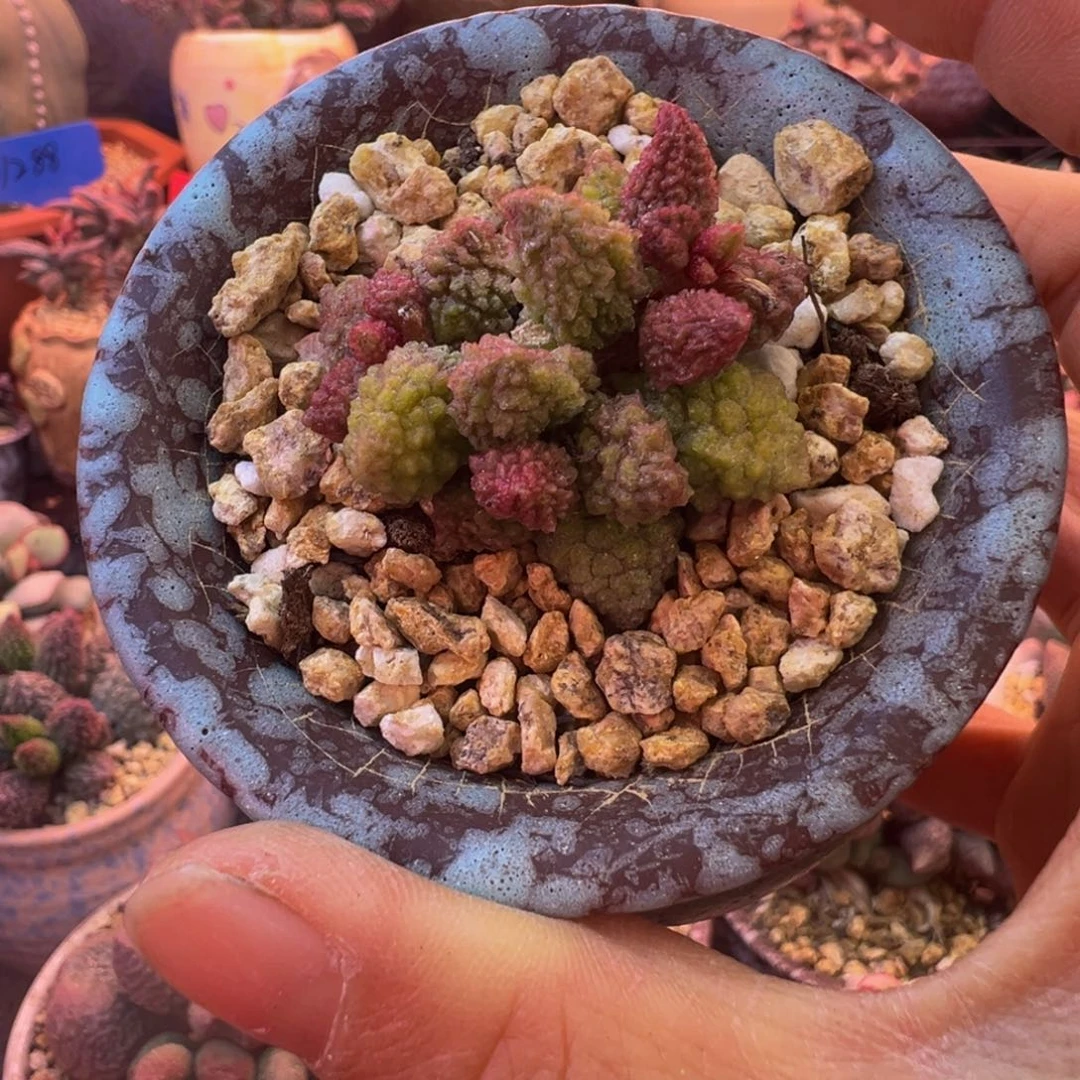 一组自拍，感谢支持