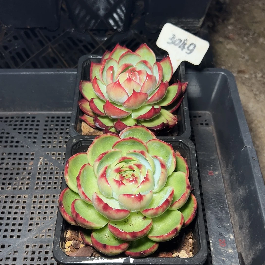 惊鸿仙子两颗3049号