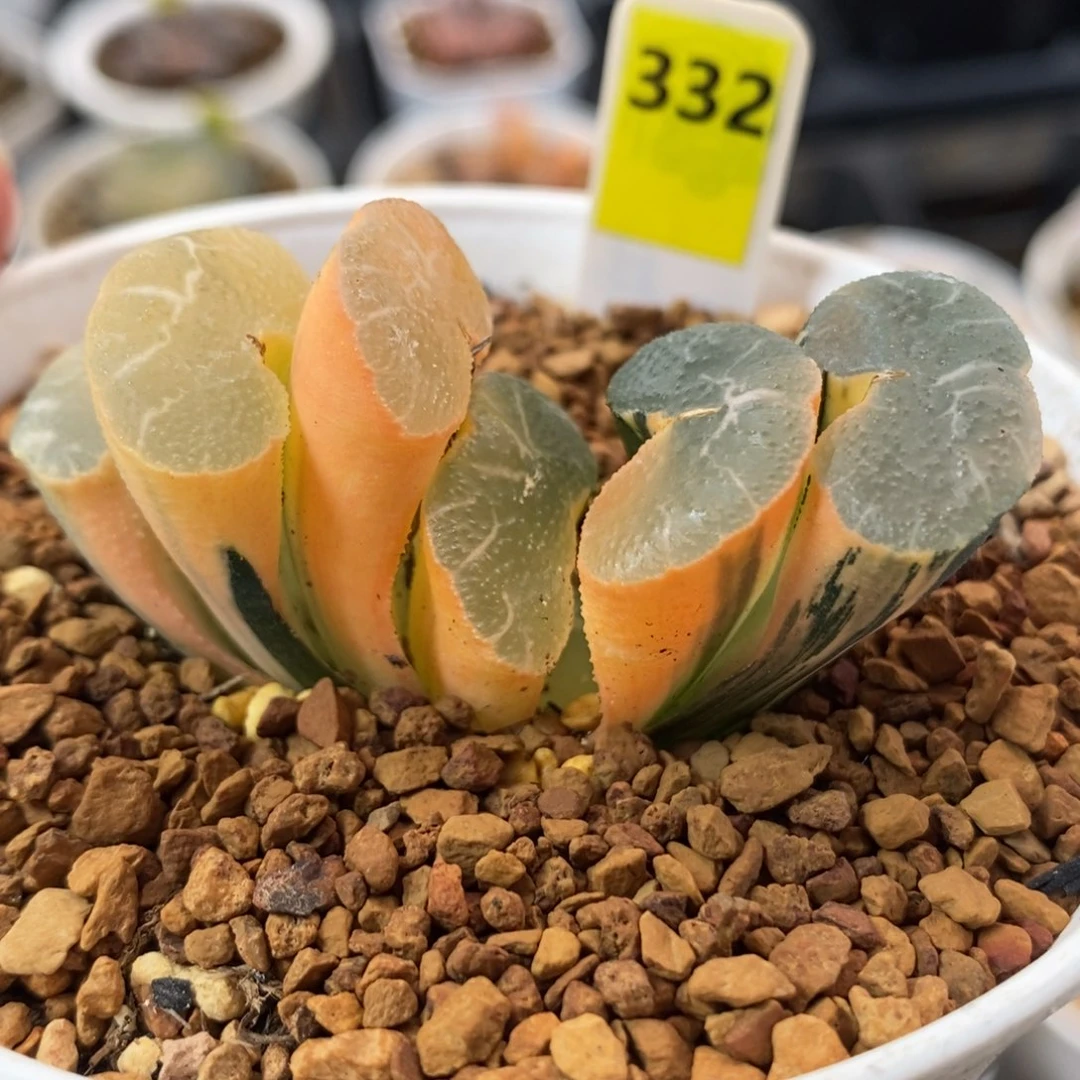 332大绳玉扇锦一物一拍