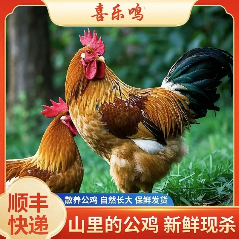 沂蒙特产农家散养大公鸡新鲜现杀黑腿土鸡走地鸡肉白条鸡3斤