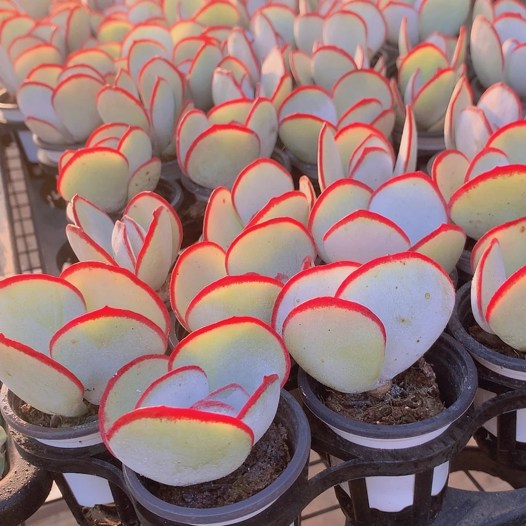 三颗白眉457789909000