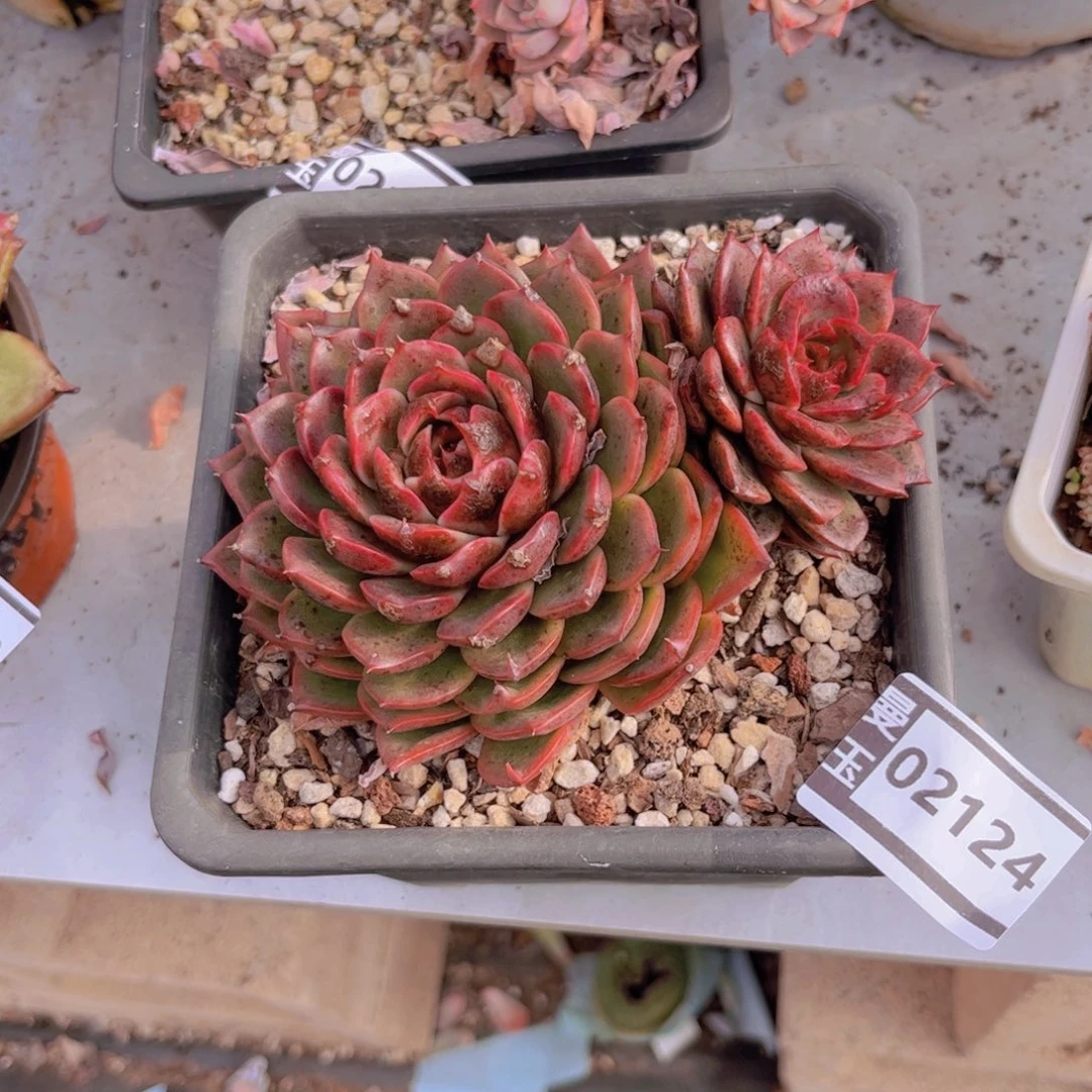 水晶多肉植物02124