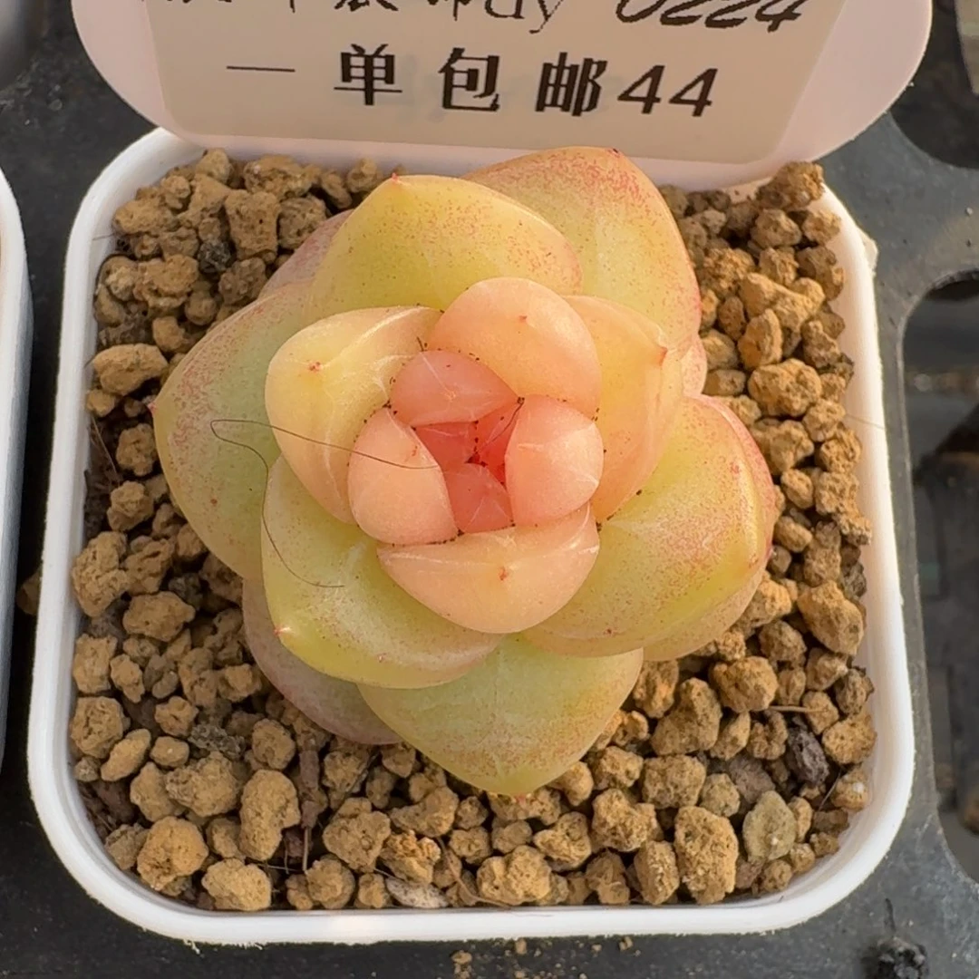 0224-044-白玉珍妮