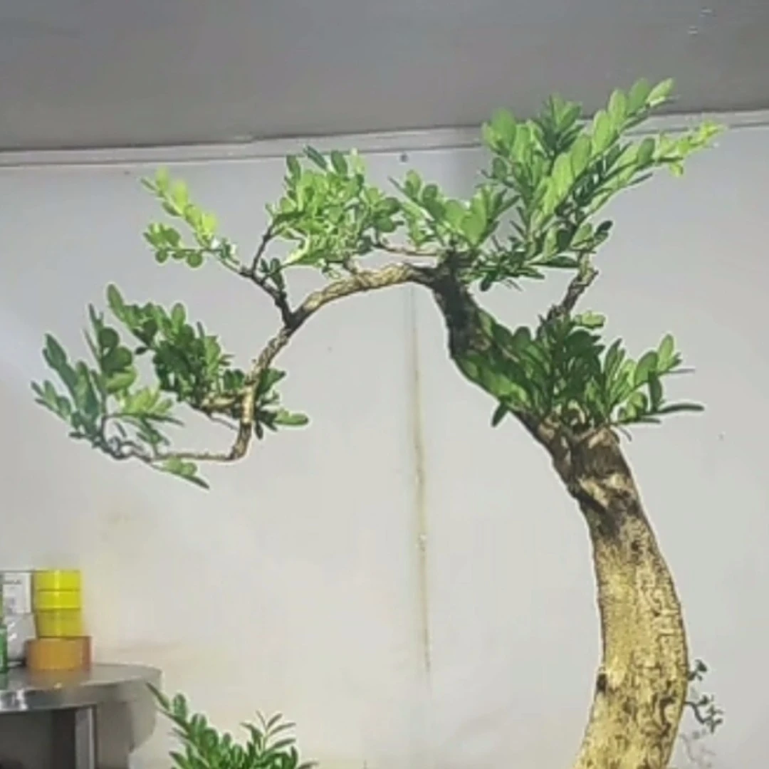 山木香映山红黄杨盆景