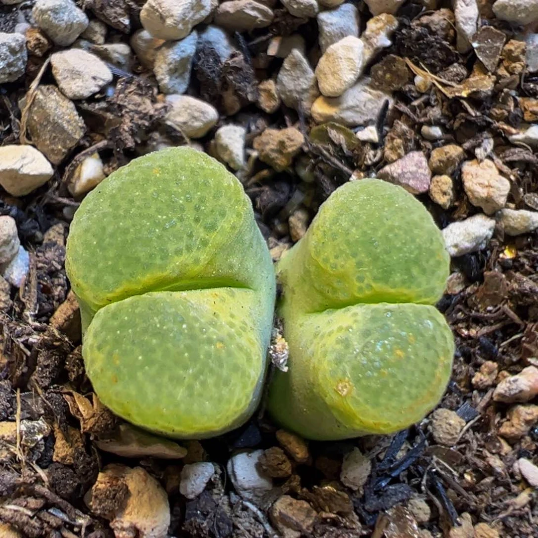 209多肉植物百科知识