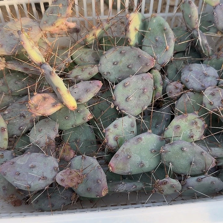 德州胜利塔两片发货