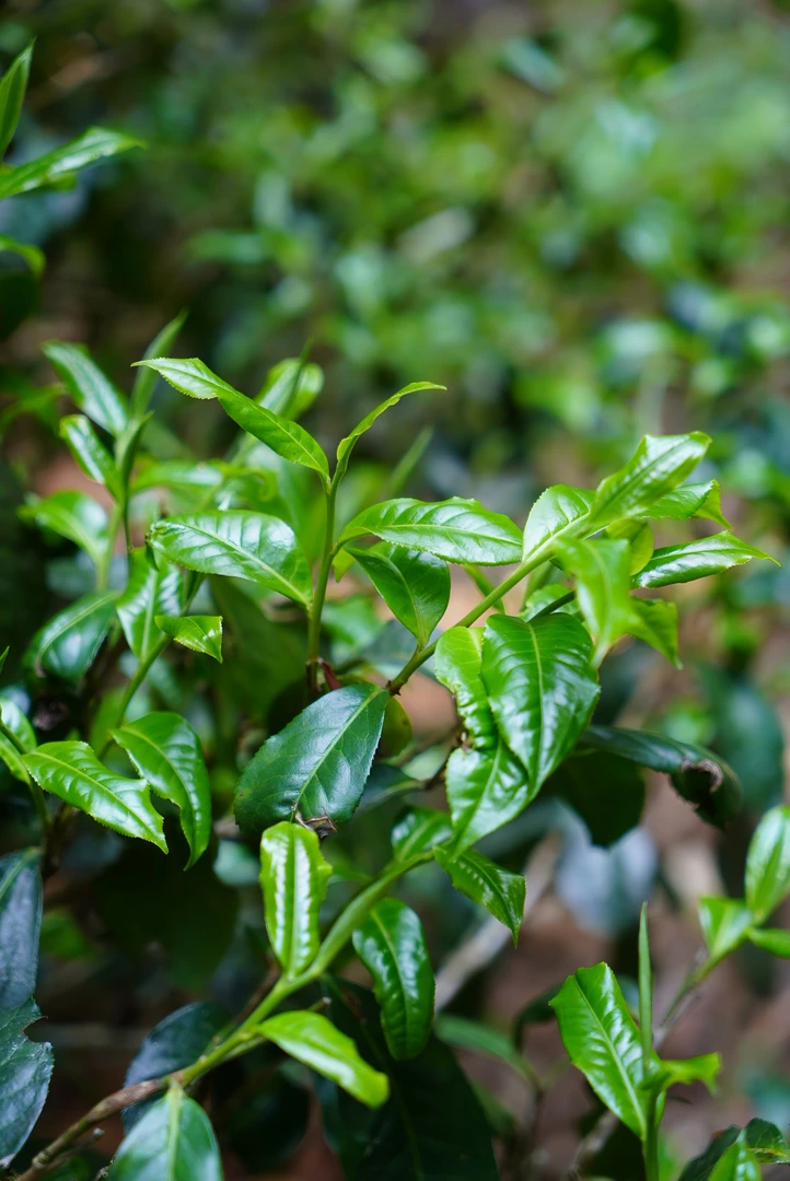 班章古树纯料100克散料（生）拆封不支持退货