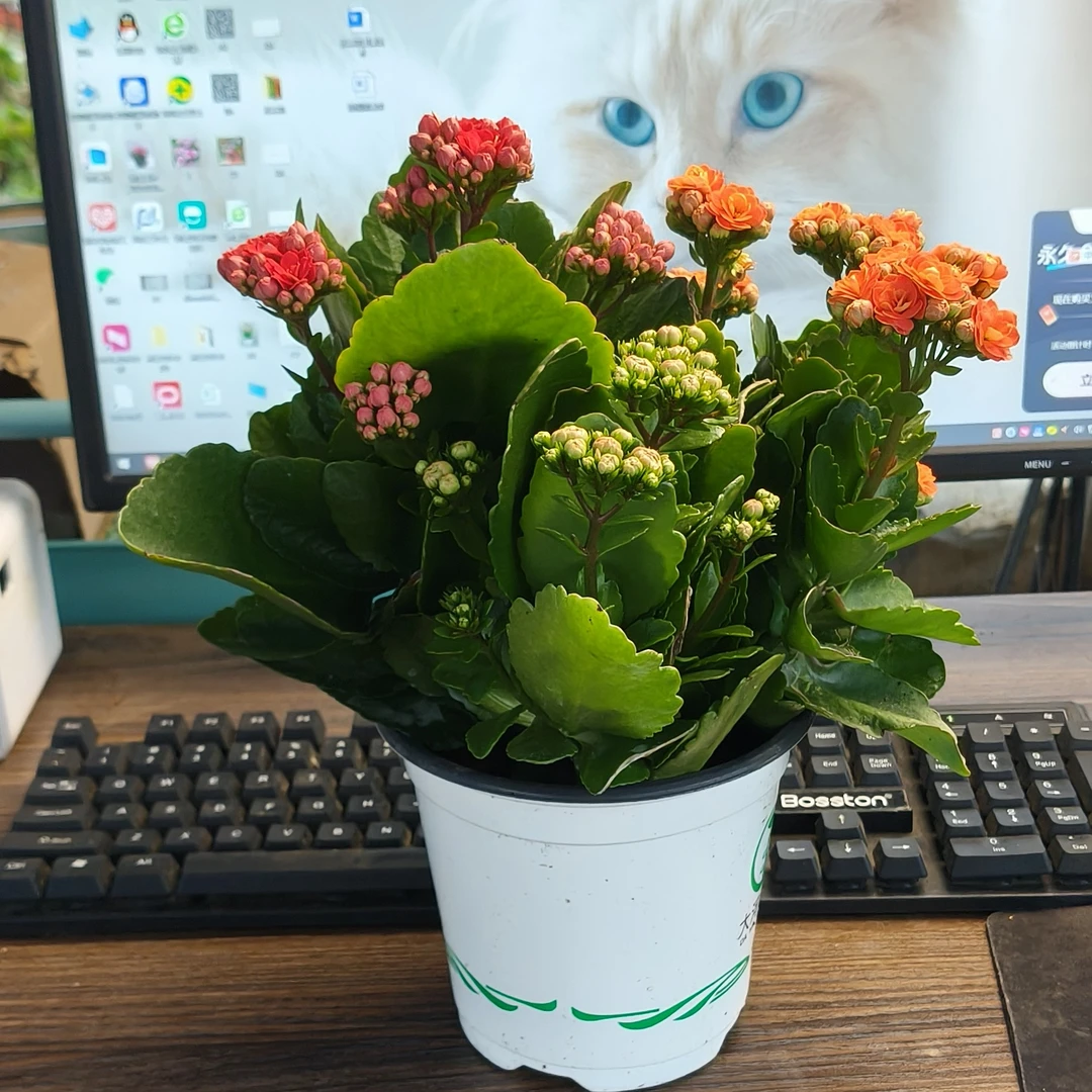 重瓣长寿花带花苞盆栽四季开花室内阳台好养花卉绿植