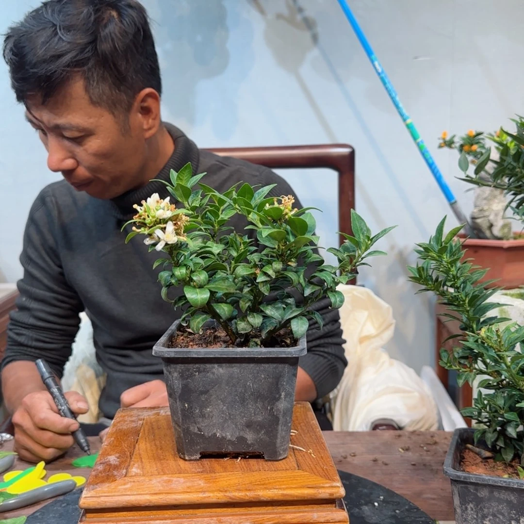 当前无花朵，栽培后可花朵巴**坦