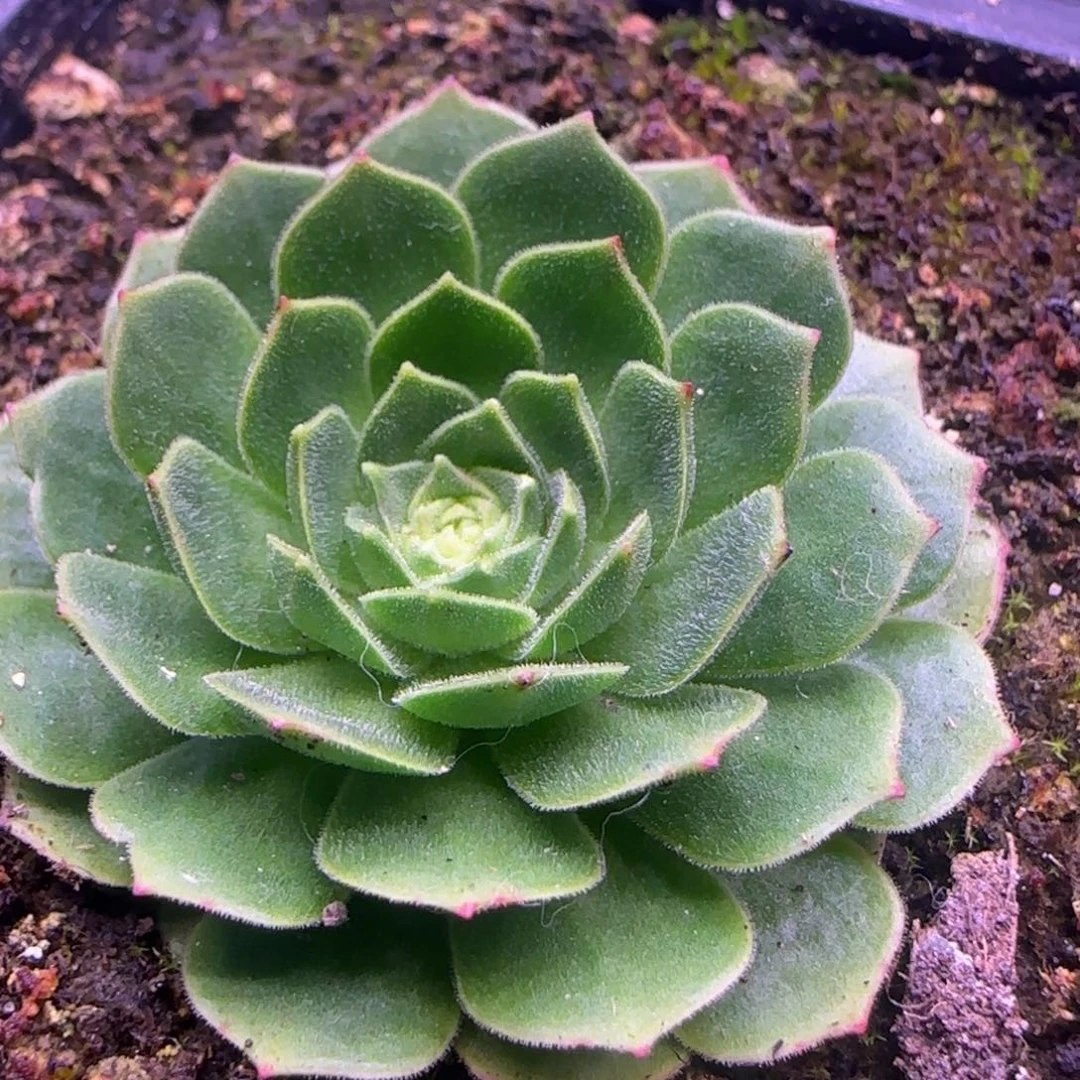 伊人玫瑰4厘米1212427373