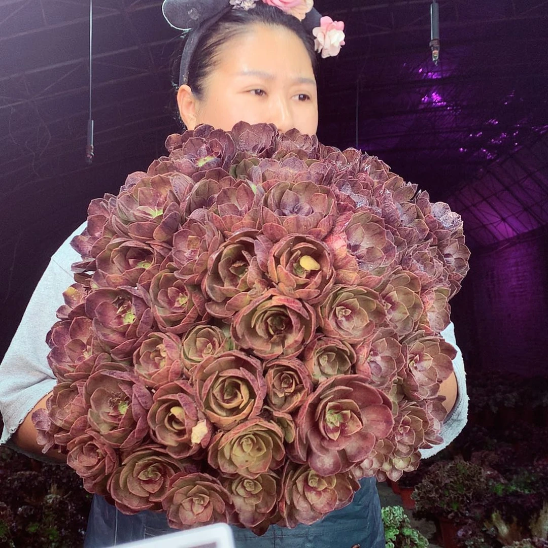 晚***。柒柒精品多肉脱土发货不包断侧枝097