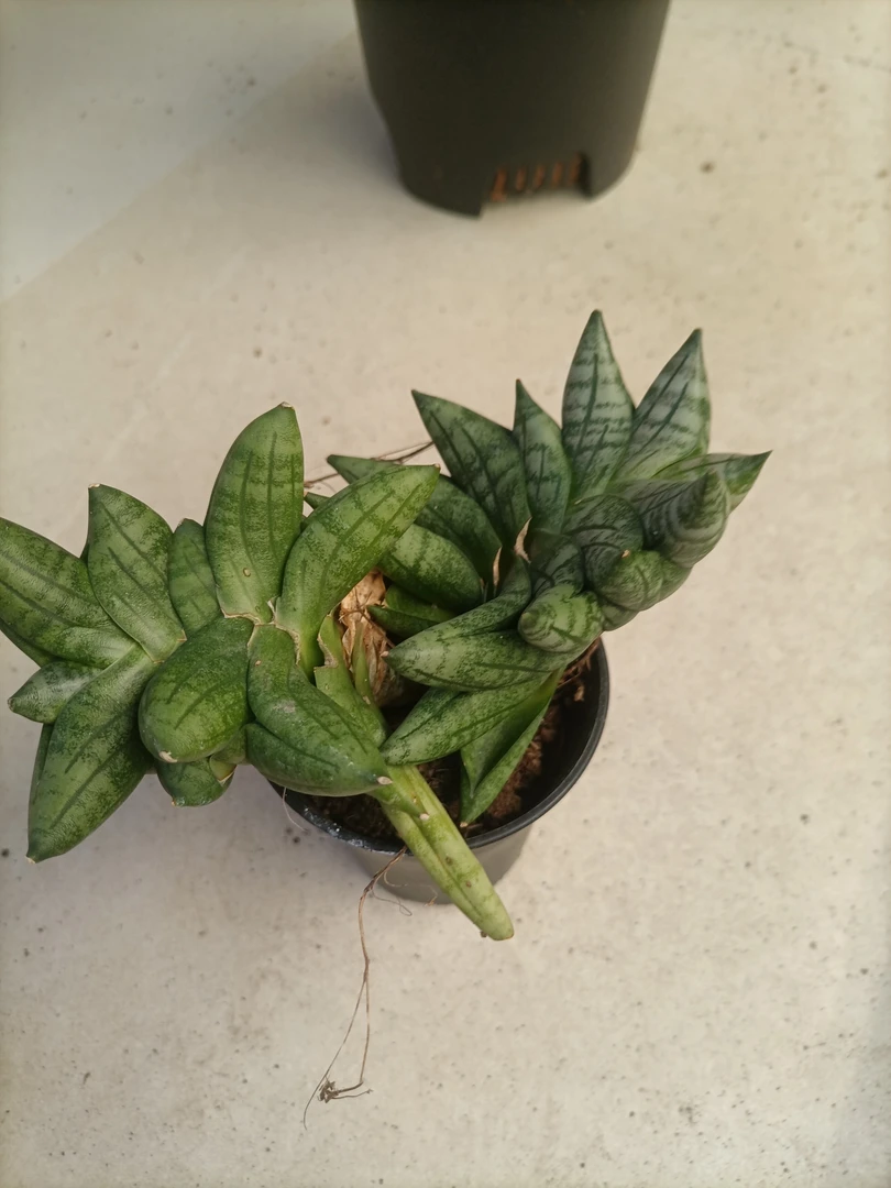 迷你姬佛手虎皮兰稀缺多肉植物小盆栽趣味好养