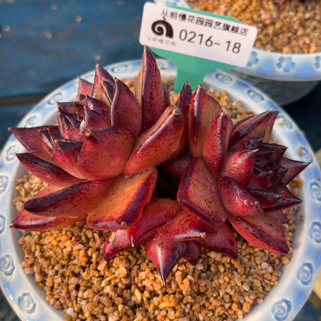 从前慢多肉精选编号0216.18