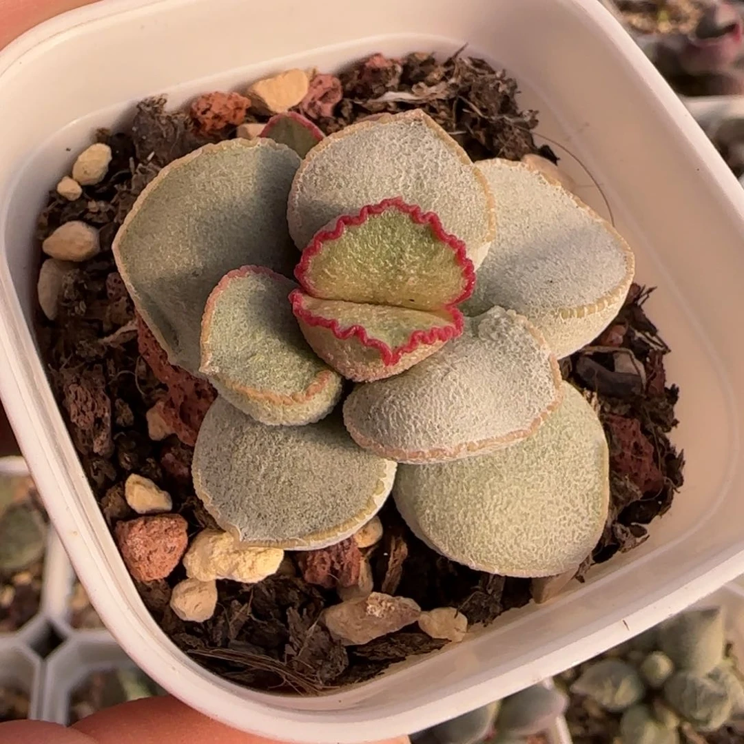 粉雪球水泡多肉植物