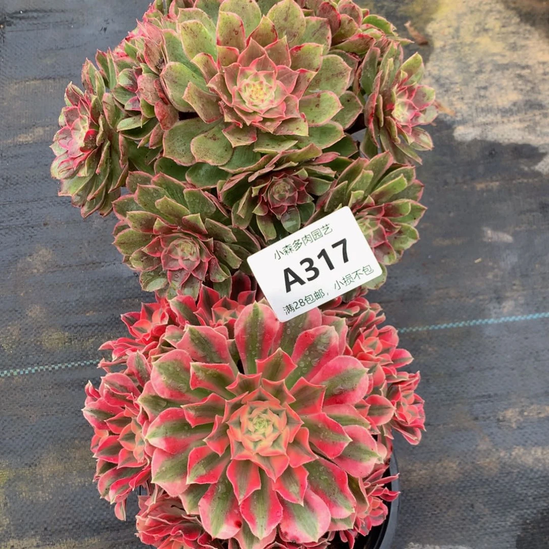 两颗莲花座。粉女巫317