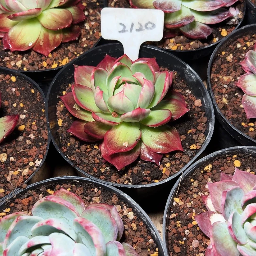 想***名惊鸿仙子一物一拍2120号