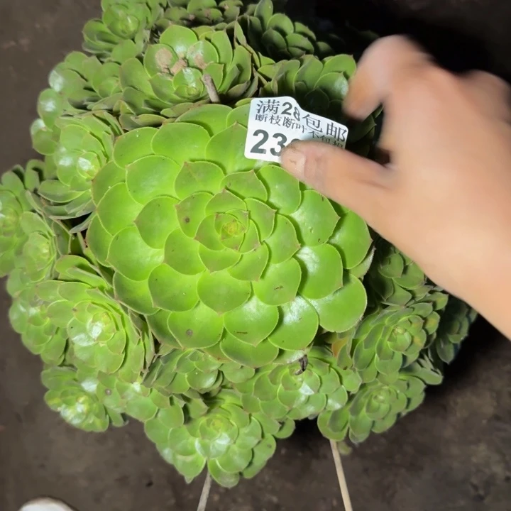 杨***珍23926万圣节多肉植物
