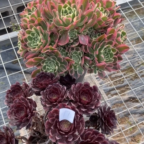 多肉植物组合拼盘17