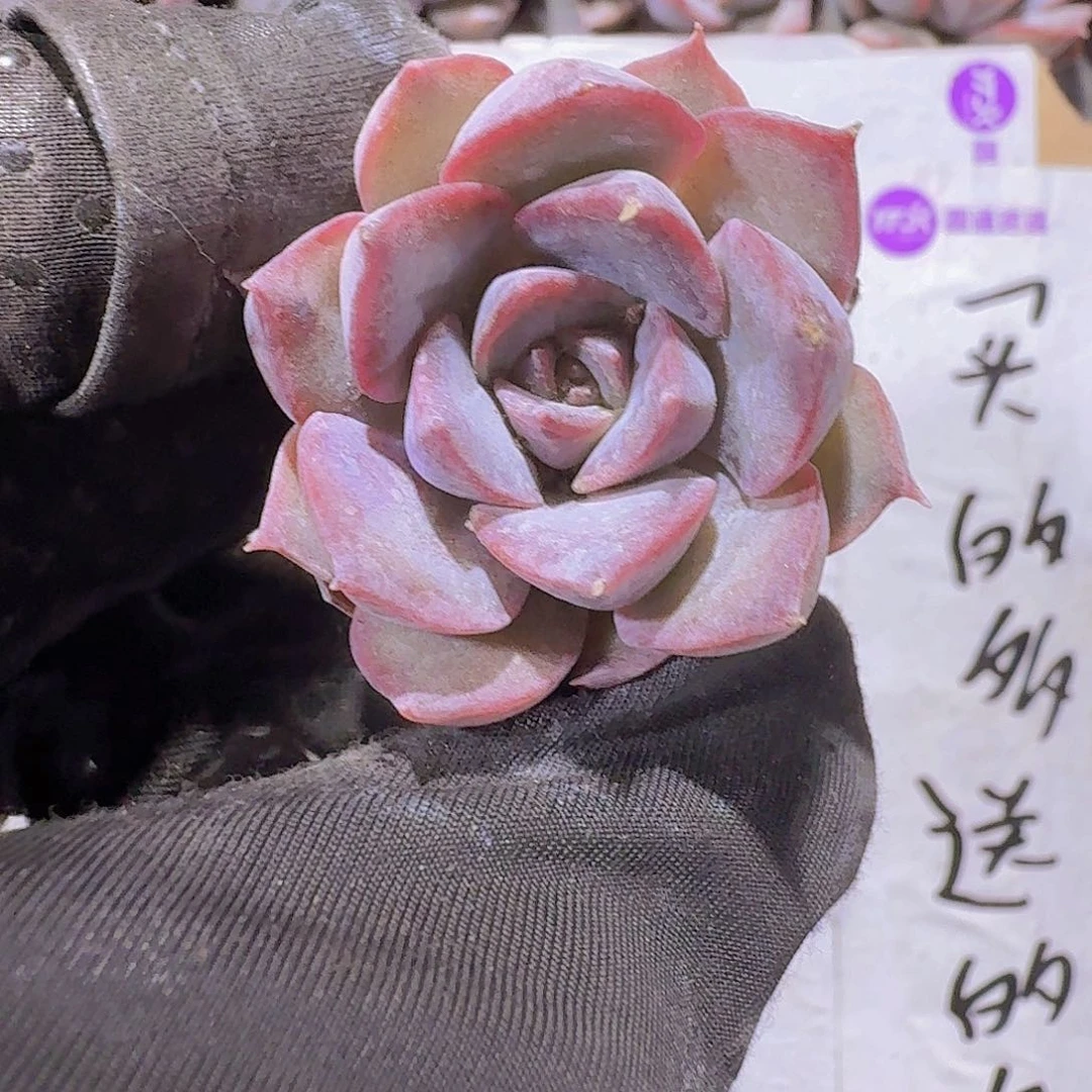 精品暗冰两颗一组