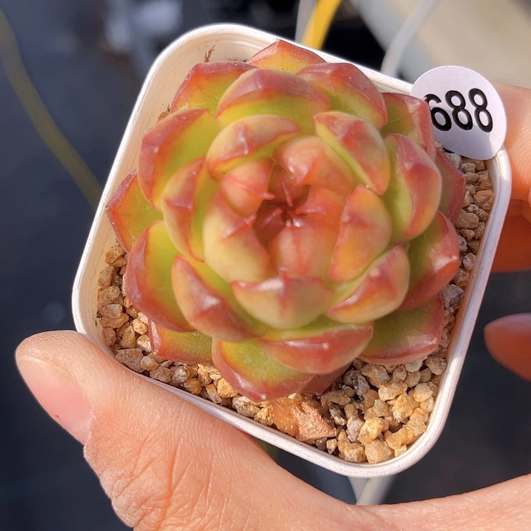 688 红糖 满18包邮