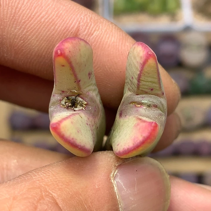 嘟嘟嘴少将分头精品