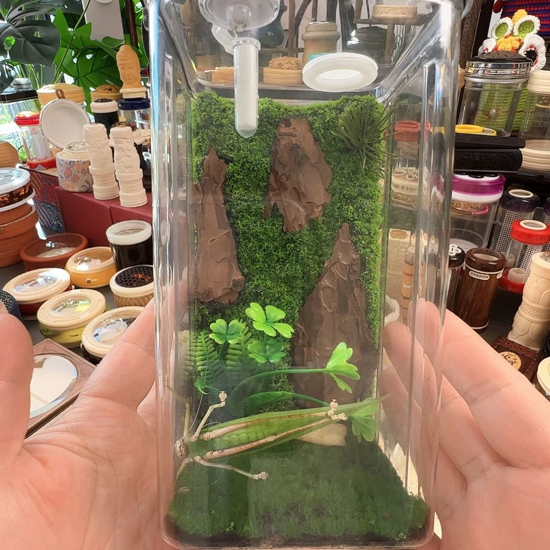 哈哈哈生态箱带素背