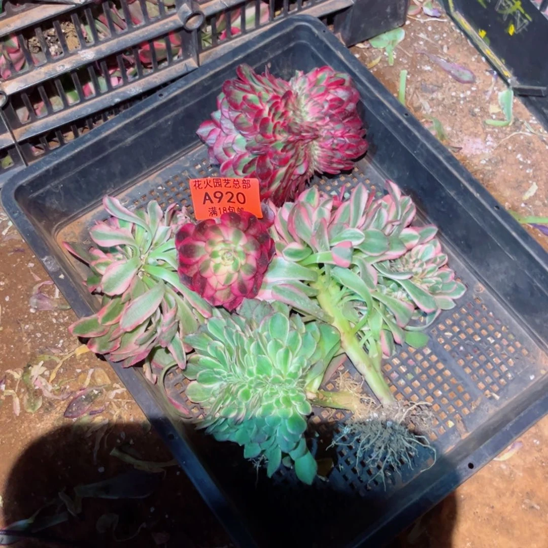 组合920多肉植物